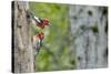 WA. Red-breasted Sapsucker flying from nest in a red alder snag while mate looks on.-Gary Luhm-Stretched Canvas