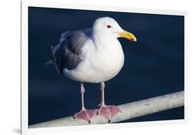 Wa, San Juan Islands, Glaucous Winged Gull, Larus Glaucescens-Jamie And Judy Wild-Framed Photographic Print