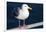 Wa, San Juan Islands, Glaucous Winged Gull, Larus Glaucescens-Jamie And Judy Wild-Framed Photographic Print