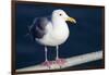 Wa, San Juan Islands, Glaucous Winged Gull, Larus Glaucescens-Jamie And Judy Wild-Framed Photographic Print