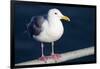 Wa, San Juan Islands, Glaucous Winged Gull, Larus Glaucescens-Jamie And Judy Wild-Framed Photographic Print