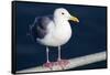 Wa, San Juan Islands, Glaucous Winged Gull, Larus Glaucescens-Jamie And Judy Wild-Framed Stretched Canvas