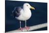 Wa, San Juan Islands, Glaucous Winged Gull, Larus Glaucescens-Jamie And Judy Wild-Stretched Canvas