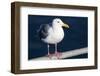 Wa, San Juan Islands, Glaucous Winged Gull, Larus Glaucescens-Jamie And Judy Wild-Framed Photographic Print