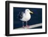 Wa, San Juan Islands, Glaucous Winged Gull, Larus Glaucescens-Jamie And Judy Wild-Framed Photographic Print