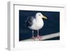 Wa, San Juan Islands, Glaucous Winged Gull, Larus Glaucescens-Jamie And Judy Wild-Framed Photographic Print