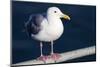 Wa, San Juan Islands, Glaucous Winged Gull, Larus Glaucescens-Jamie And Judy Wild-Mounted Photographic Print