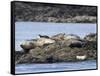 Wa, San Juan Islands, Haro Strait, Harbor Seals, Phoca Vitulina-Jamie And Judy Wild-Framed Stretched Canvas