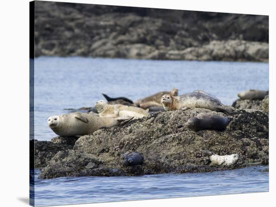 Wa, San Juan Islands, Haro Strait, Harbor Seals, Phoca Vitulina-Jamie And Judy Wild-Stretched Canvas