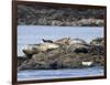 Wa, San Juan Islands, Haro Strait, Harbor Seals, Phoca Vitulina-Jamie And Judy Wild-Framed Photographic Print