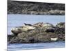 Wa, San Juan Islands, Haro Strait, Harbor Seals, Phoca Vitulina-Jamie And Judy Wild-Mounted Photographic Print