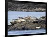 Wa, San Juan Islands, Haro Strait, Harbor Seals, Phoca Vitulina-Jamie And Judy Wild-Framed Photographic Print