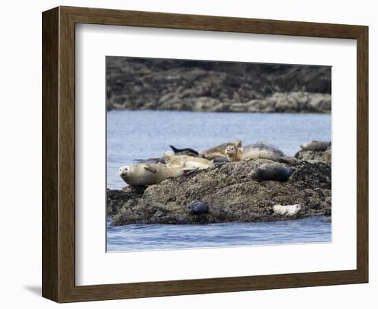 Wa, San Juan Islands, Haro Strait, Harbor Seals, Phoca Vitulina-Jamie And Judy Wild-Framed Photographic Print