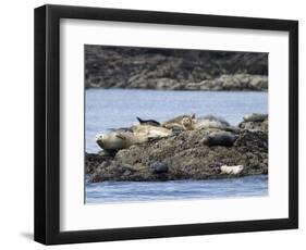 Wa, San Juan Islands, Haro Strait, Harbor Seals, Phoca Vitulina-Jamie And Judy Wild-Framed Photographic Print