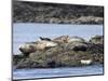 Wa, San Juan Islands, Haro Strait, Harbor Seals, Phoca Vitulina-Jamie And Judy Wild-Mounted Photographic Print