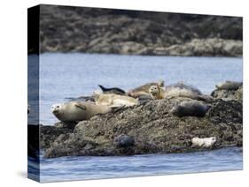 Wa, San Juan Islands, Haro Strait, Harbor Seals, Phoca Vitulina-Jamie And Judy Wild-Stretched Canvas