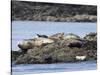 Wa, San Juan Islands, Haro Strait, Harbor Seals, Phoca Vitulina-Jamie And Judy Wild-Stretched Canvas
