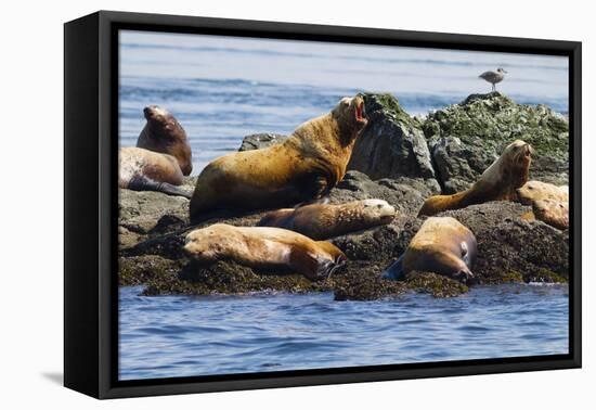 Wa, San Juan Islands, Haro Strait, Steller Sea Lions-Jamie And Judy Wild-Framed Stretched Canvas