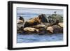 Wa, San Juan Islands, Haro Strait, Steller Sea Lions-Jamie And Judy Wild-Framed Photographic Print