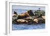 Wa, San Juan Islands, Haro Strait, Steller Sea Lions-Jamie And Judy Wild-Framed Photographic Print