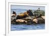 Wa, San Juan Islands, Haro Strait, Steller Sea Lions-Jamie And Judy Wild-Framed Photographic Print