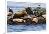 Wa, San Juan Islands, Haro Strait, Steller Sea Lions-Jamie And Judy Wild-Framed Photographic Print