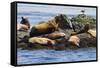 Wa, San Juan Islands, Haro Strait, Steller Sea Lions-Jamie And Judy Wild-Framed Stretched Canvas