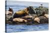 Wa, San Juan Islands, Haro Strait, Steller Sea Lions-Jamie And Judy Wild-Stretched Canvas