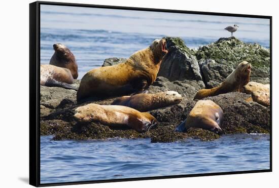 Wa, San Juan Islands, Haro Strait, Steller Sea Lions-Jamie And Judy Wild-Framed Stretched Canvas