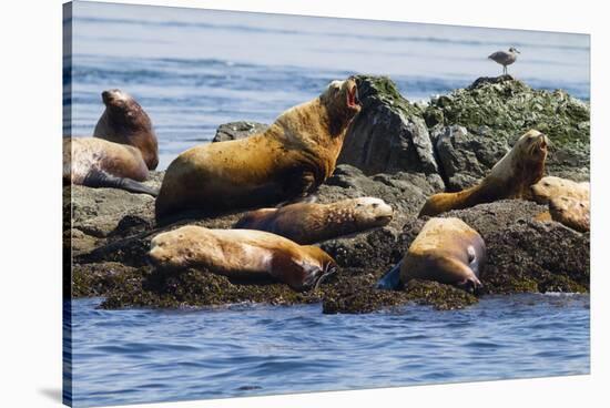 Wa, San Juan Islands, Haro Strait, Steller Sea Lions-Jamie And Judy Wild-Stretched Canvas