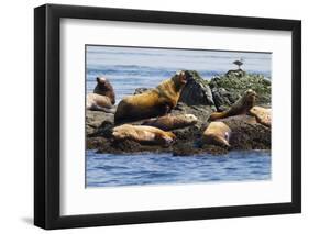 Wa, San Juan Islands, Haro Strait, Steller Sea Lions-Jamie And Judy Wild-Framed Photographic Print