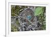 WA. Three American Robin, Turdus migratorius, sky blue eggs in a nest at Marymoor Park, Redmond.-Gary Luhm-Framed Photographic Print