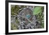 WA. Three American Robin, Turdus migratorius, sky blue eggs in a nest at Marymoor Park, Redmond.-Gary Luhm-Framed Photographic Print