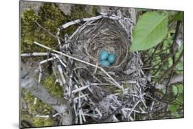 WA. Three American Robin, Turdus migratorius, sky blue eggs in a nest at Marymoor Park, Redmond.-Gary Luhm-Mounted Photographic Print