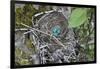 WA. Three American Robin, Turdus migratorius, sky blue eggs in a nest at Marymoor Park, Redmond.-Gary Luhm-Framed Photographic Print