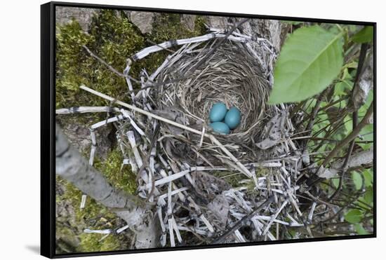 WA. Three American Robin, Turdus migratorius, sky blue eggs in a nest at Marymoor Park, Redmond.-Gary Luhm-Framed Stretched Canvas