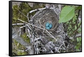 WA. Three American Robin, Turdus migratorius, sky blue eggs in a nest at Marymoor Park, Redmond.-Gary Luhm-Framed Stretched Canvas