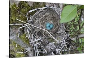 WA. Three American Robin, Turdus migratorius, sky blue eggs in a nest at Marymoor Park, Redmond.-Gary Luhm-Stretched Canvas