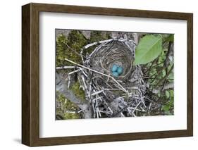 WA. Three American Robin, Turdus migratorius, sky blue eggs in a nest at Marymoor Park, Redmond.-Gary Luhm-Framed Photographic Print