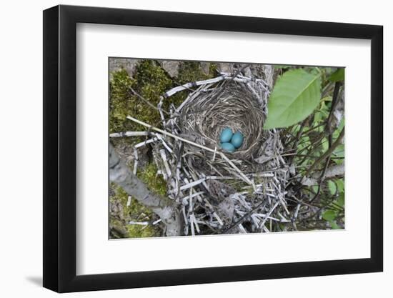 WA. Three American Robin, Turdus migratorius, sky blue eggs in a nest at Marymoor Park, Redmond.-Gary Luhm-Framed Photographic Print