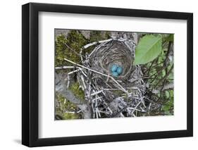 WA. Three American Robin, Turdus migratorius, sky blue eggs in a nest at Marymoor Park, Redmond.-Gary Luhm-Framed Photographic Print
