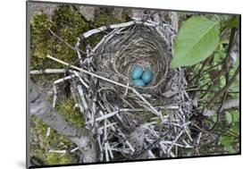 WA. Three American Robin, Turdus migratorius, sky blue eggs in a nest at Marymoor Park, Redmond.-Gary Luhm-Mounted Photographic Print