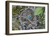 WA. Three American Robin, Turdus migratorius, sky blue eggs in a nest at Marymoor Park, Redmond.-Gary Luhm-Framed Photographic Print