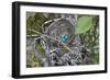 WA. Three American Robin, Turdus migratorius, sky blue eggs in a nest at Marymoor Park, Redmond.-Gary Luhm-Framed Photographic Print