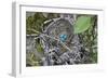 WA. Three American Robin, Turdus migratorius, sky blue eggs in a nest at Marymoor Park, Redmond.-Gary Luhm-Framed Photographic Print