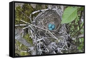 WA. Three American Robin, Turdus migratorius, sky blue eggs in a nest at Marymoor Park, Redmond.-Gary Luhm-Framed Stretched Canvas