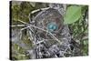WA. Three American Robin, Turdus migratorius, sky blue eggs in a nest at Marymoor Park, Redmond.-Gary Luhm-Stretched Canvas