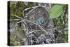 WA. Three American Robin, Turdus migratorius, sky blue eggs in a nest at Marymoor Park, Redmond.-Gary Luhm-Stretched Canvas