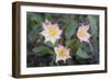 WA. Tweedy's Lewisia, a showy eastern Washington wildflower, in bloom at Tronsen Ridge.-Gary Luhm-Framed Photographic Print