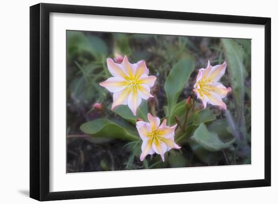 WA. Tweedy's Lewisia, a showy eastern Washington wildflower, in bloom at Tronsen Ridge.-Gary Luhm-Framed Photographic Print